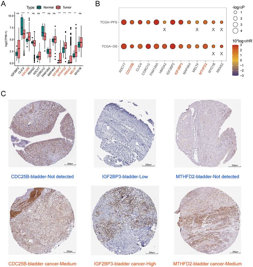 J Cancer Image