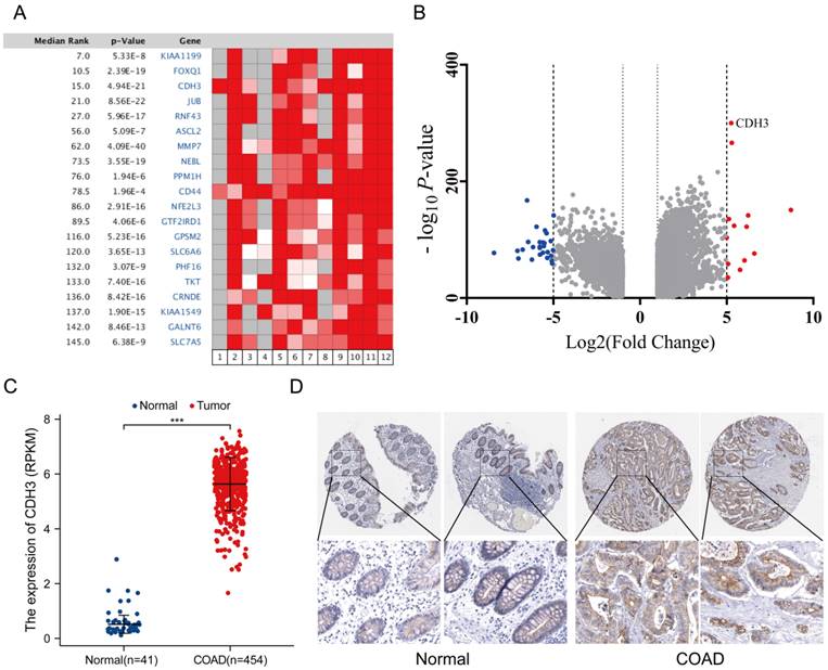 J Cancer Image