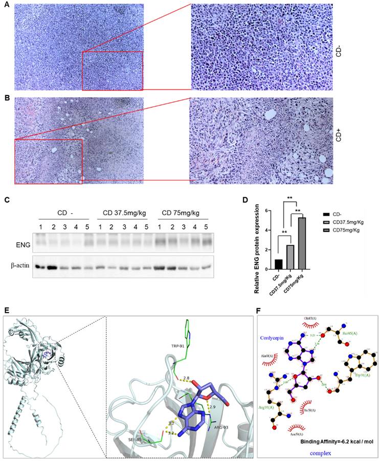 J Cancer Image