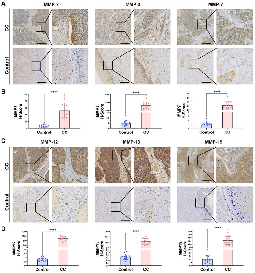 J Cancer Image