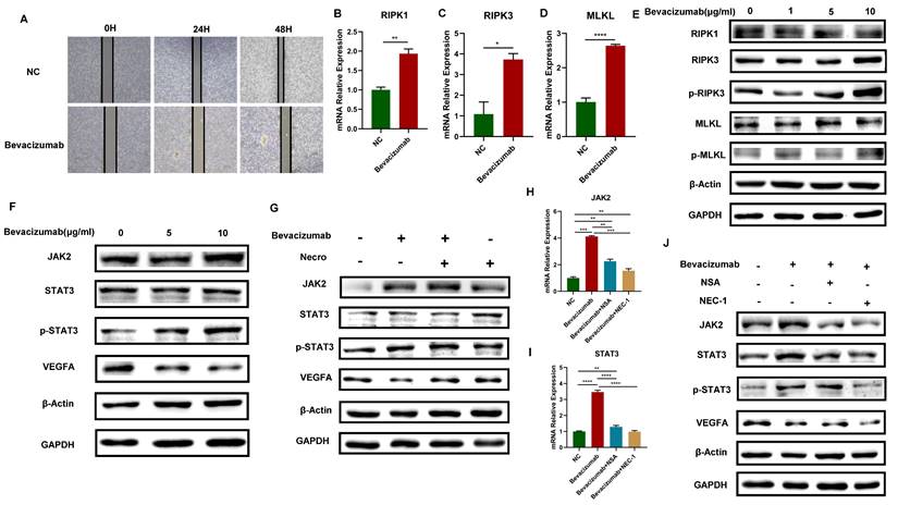 J Cancer Image