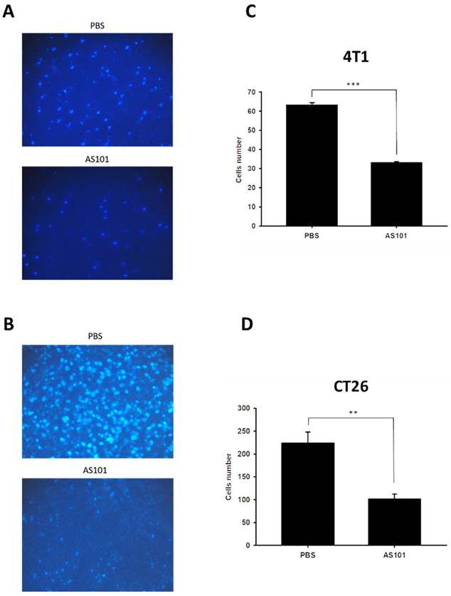 J Cancer Image