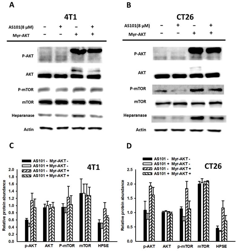 J Cancer Image