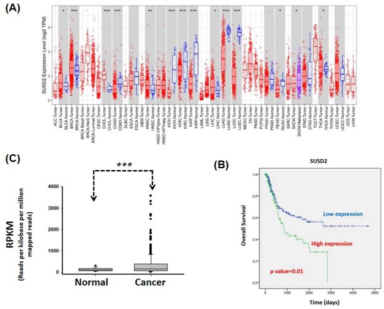 J Cancer Image