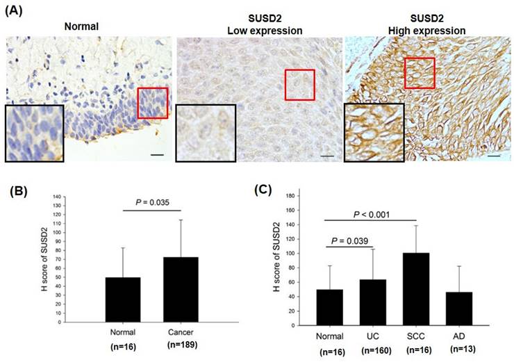 J Cancer Image