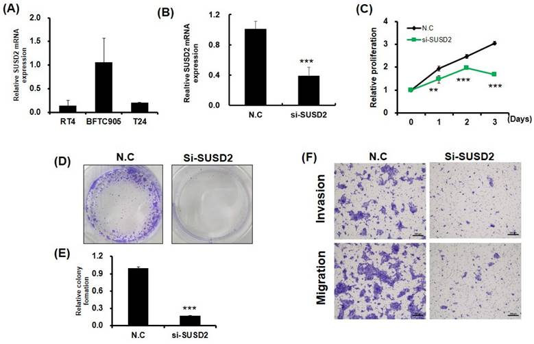 J Cancer Image