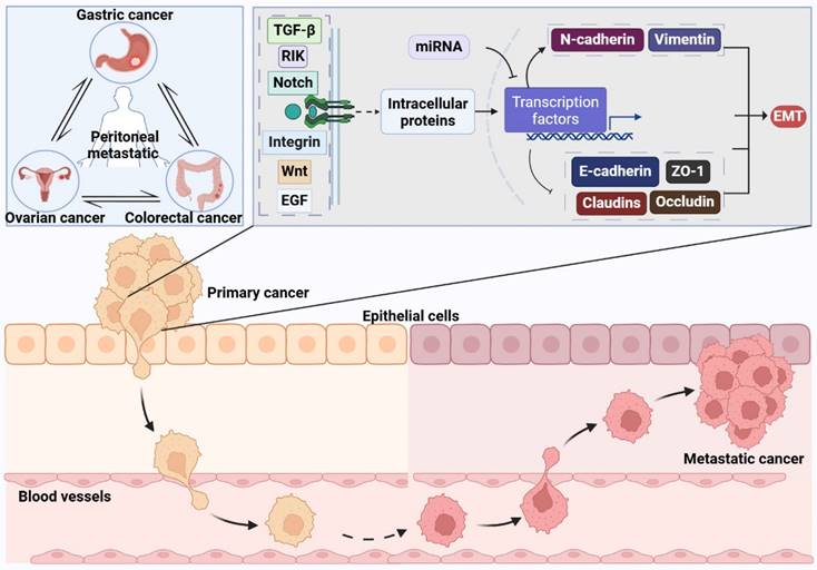 J Cancer Image