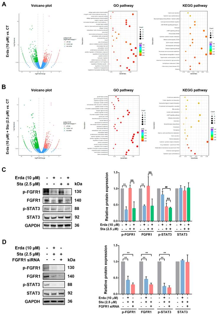 STAT3 inhibitor Stattic Exhibits the Synergistic Effect with FGFRs ...