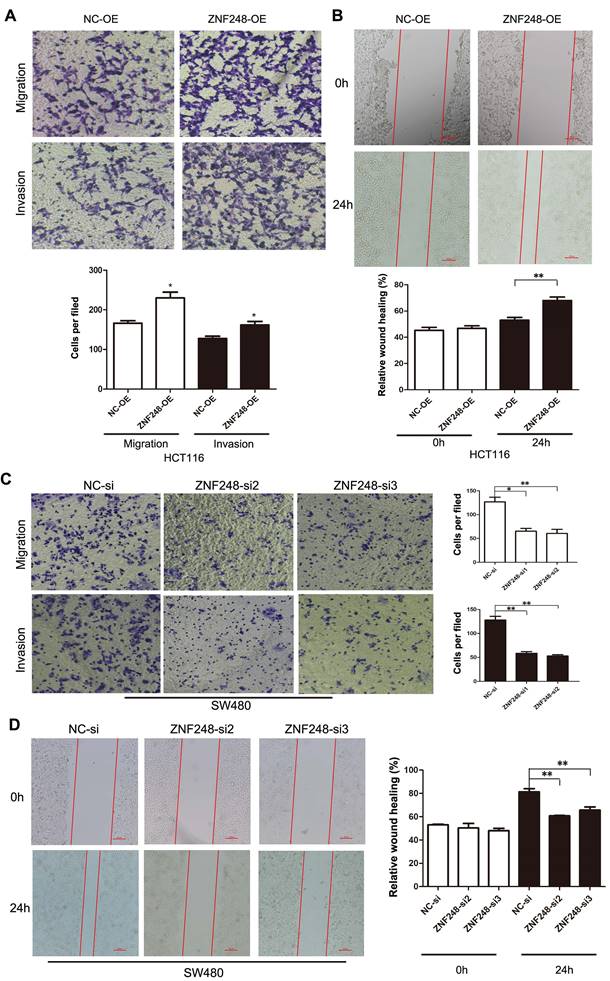 J Cancer Image