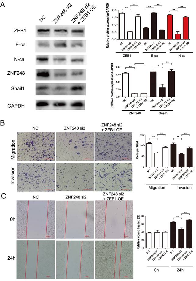 J Cancer Image