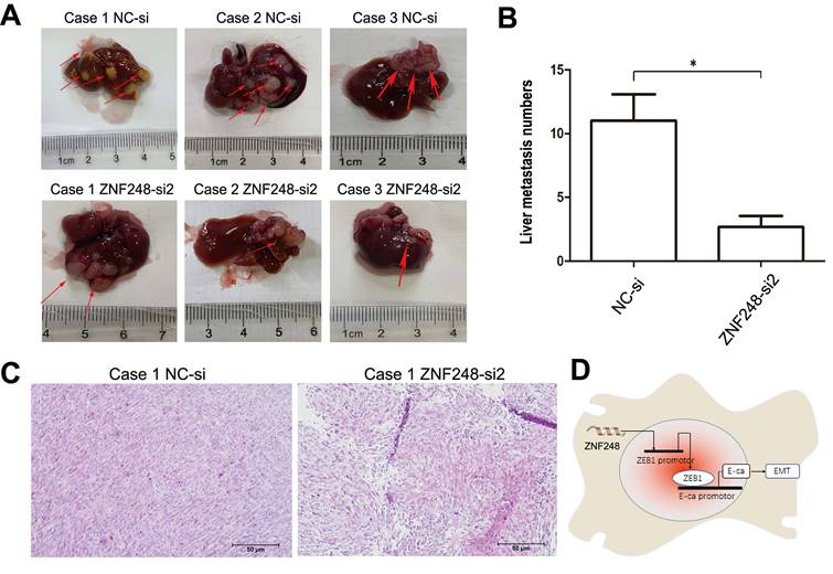 J Cancer Image