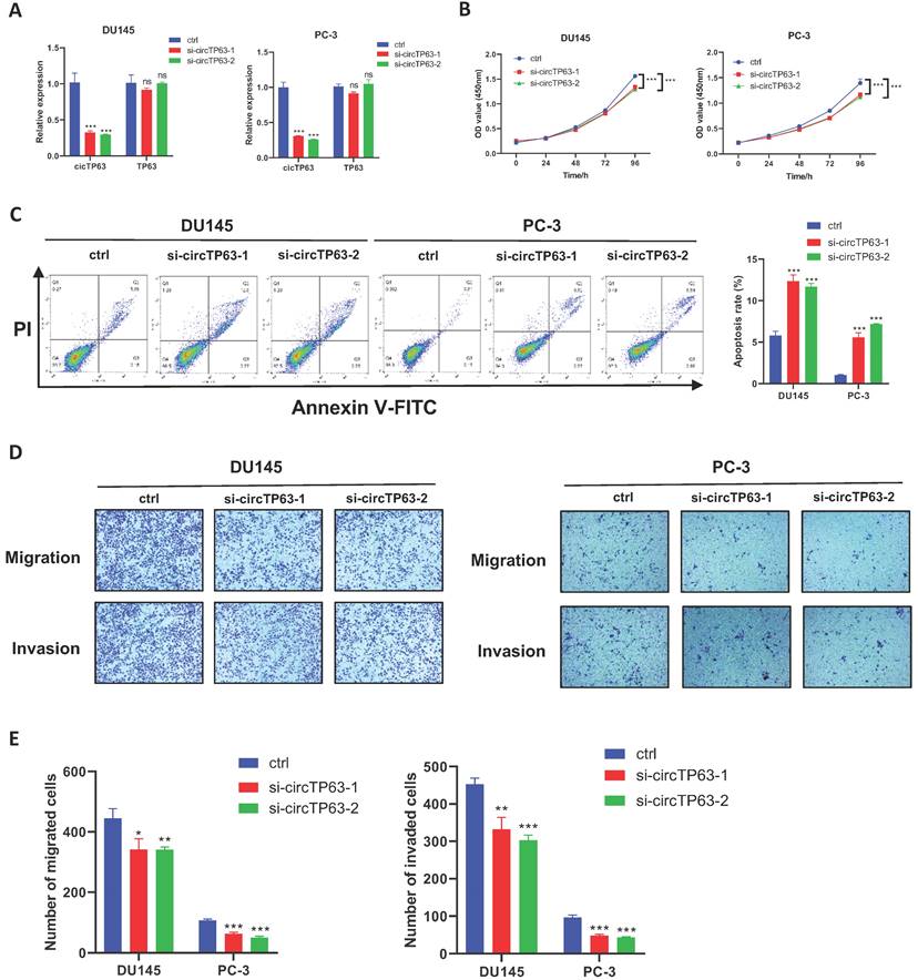 J Cancer Image