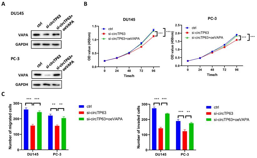 J Cancer Image