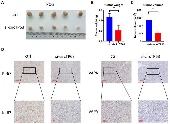 J Cancer Image