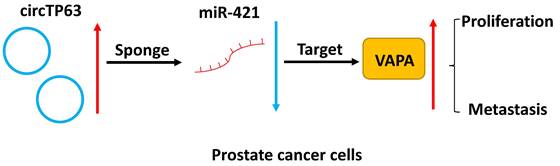 J Cancer Image