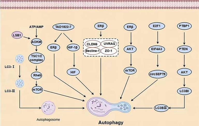 J Cancer Image