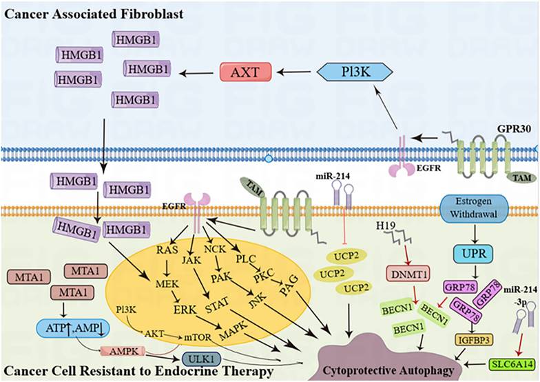 J Cancer Image