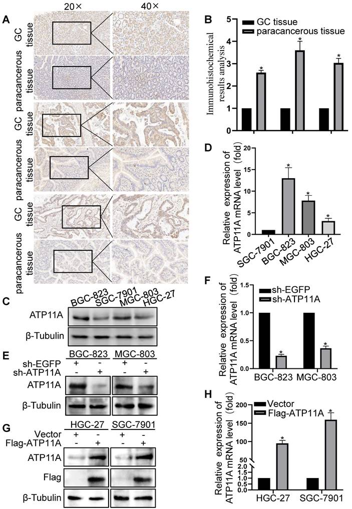 J Cancer Image