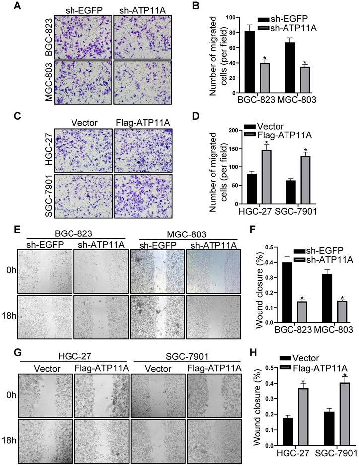 J Cancer Image