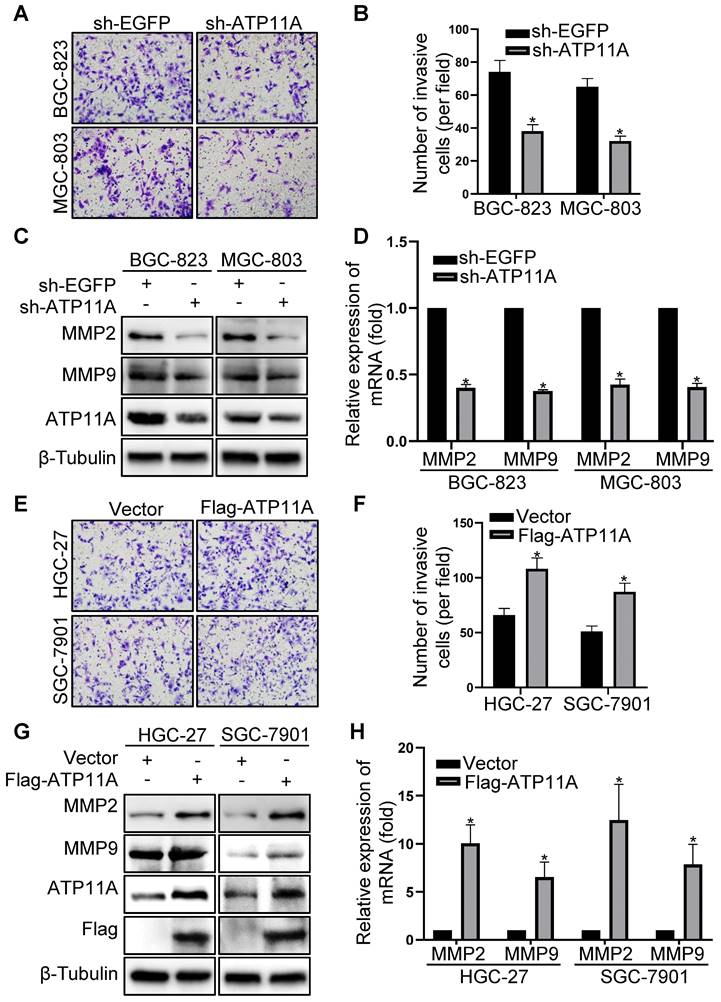 J Cancer Image