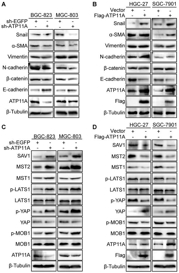 J Cancer Image