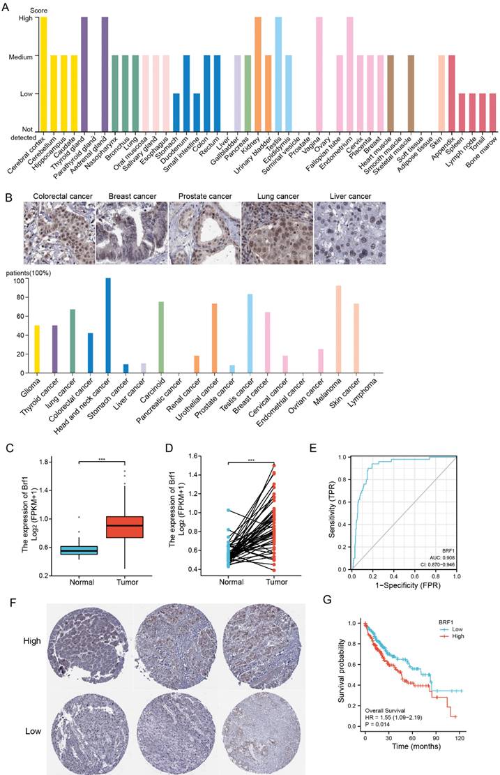 J Cancer Image