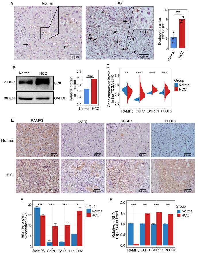 J Cancer Image