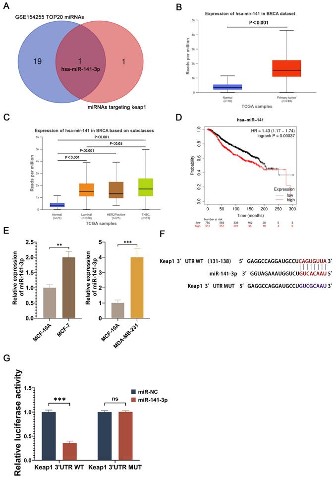 J Cancer Image