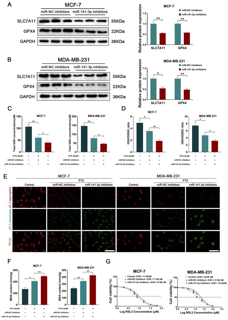 J Cancer Image