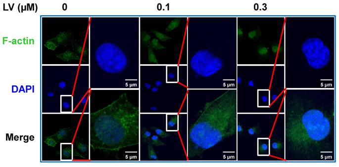 J Cancer Image