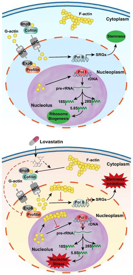 J Cancer Image