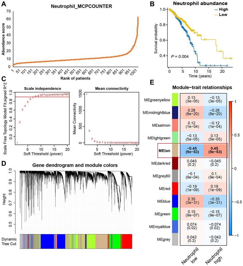 J Cancer Image