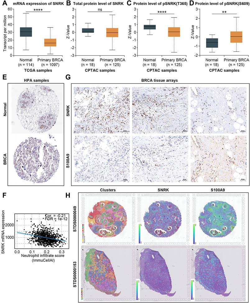 J Cancer Image