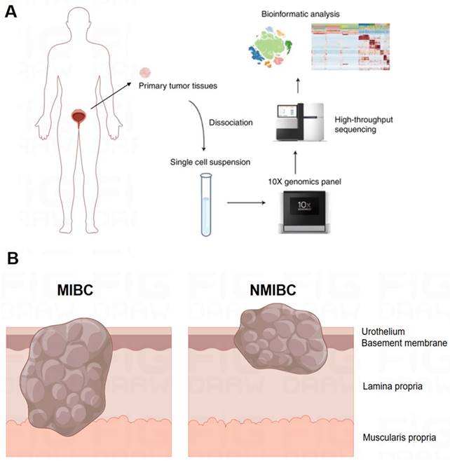 J Cancer Image