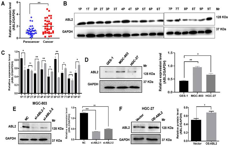 J Cancer Image