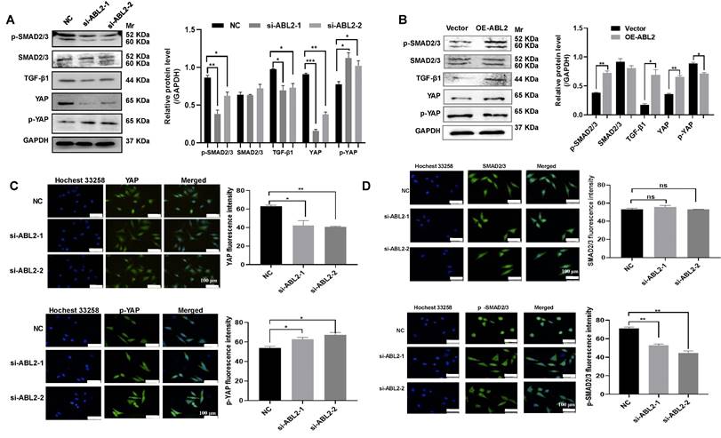 J Cancer Image