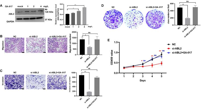 J Cancer Image