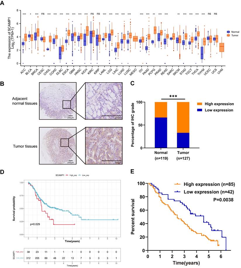 J Cancer Image