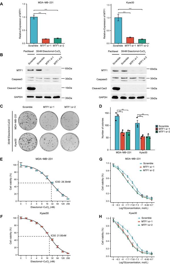 J Cancer Image