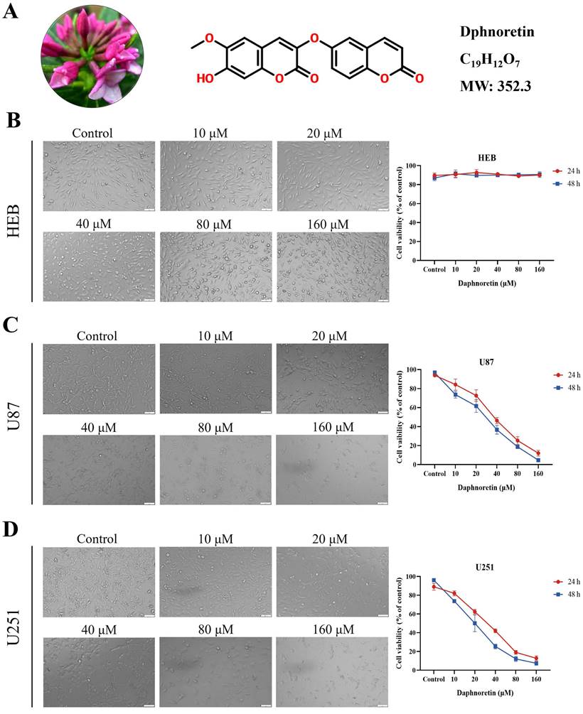 J Cancer Image