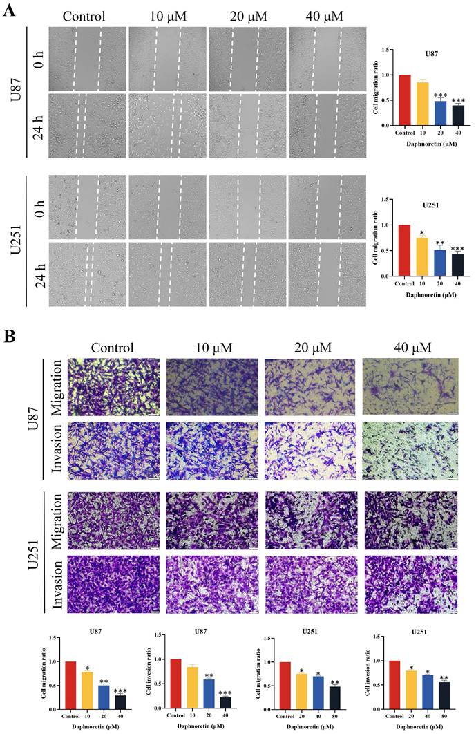 J Cancer Image