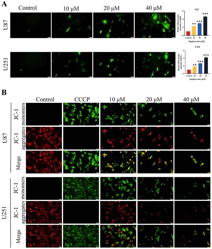 J Cancer Image