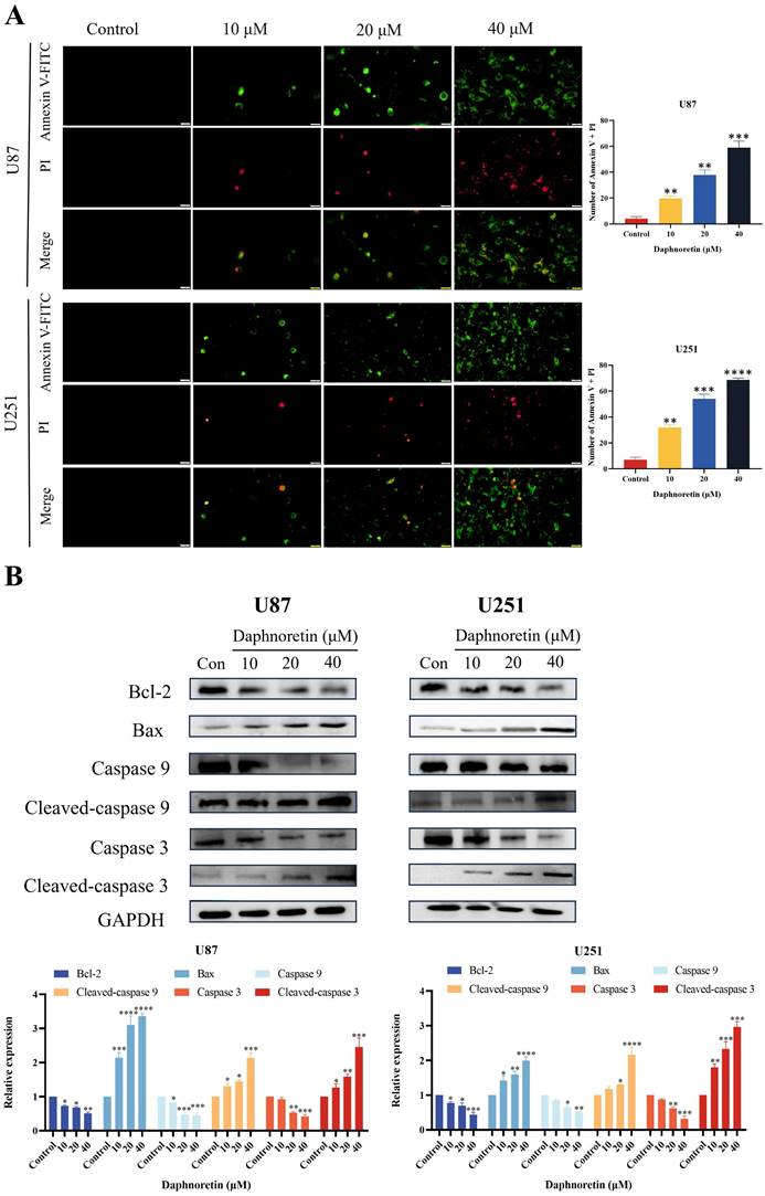 J Cancer Image