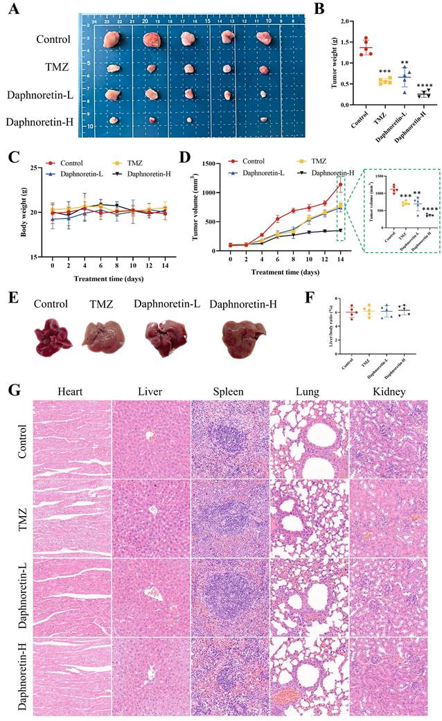 J Cancer Image