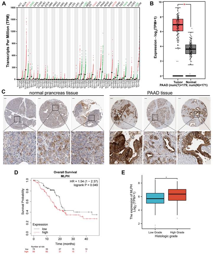 J Cancer Image