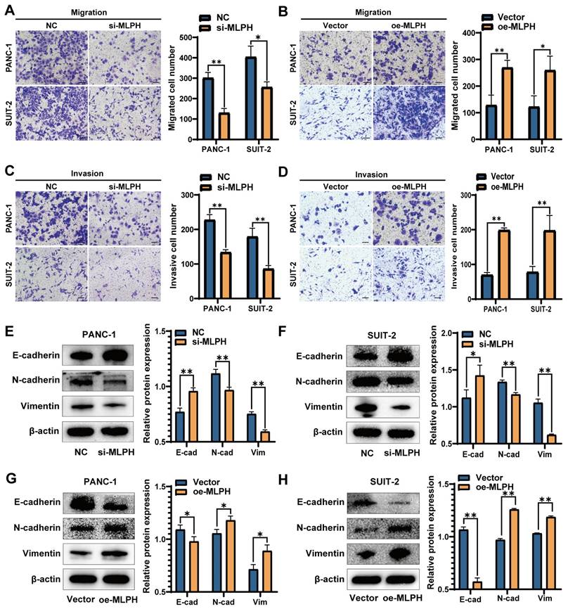 J Cancer Image