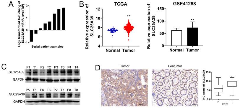 J Cancer Image