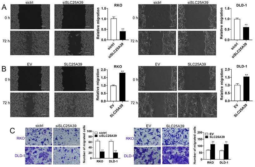 J Cancer Image