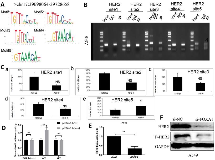 J Cancer Image