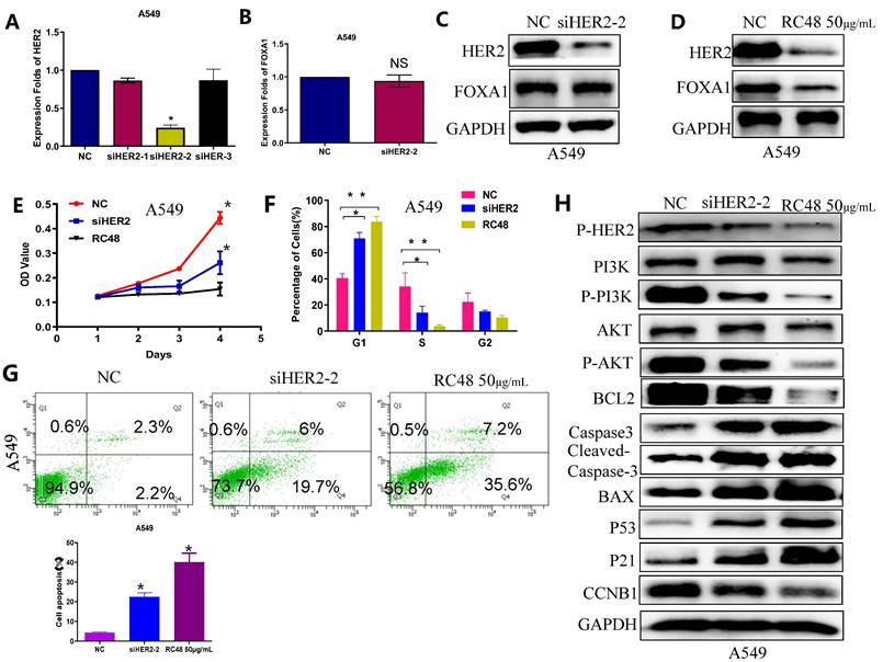 J Cancer Image